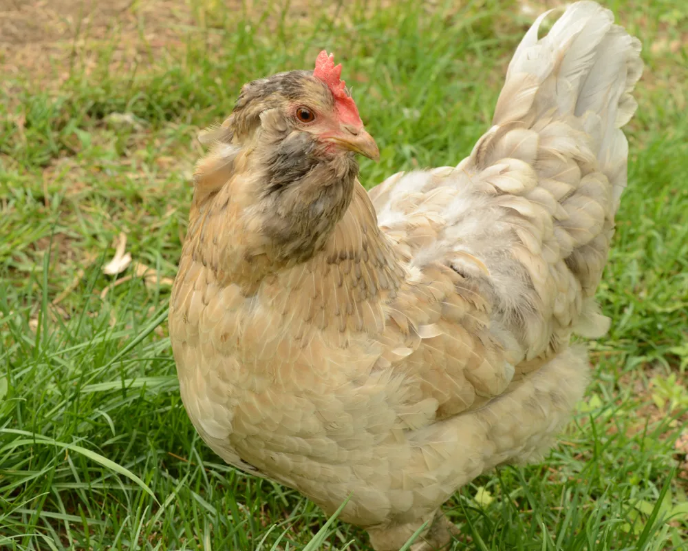 A pretty light colored young Easter Egger Hen standing on grass.