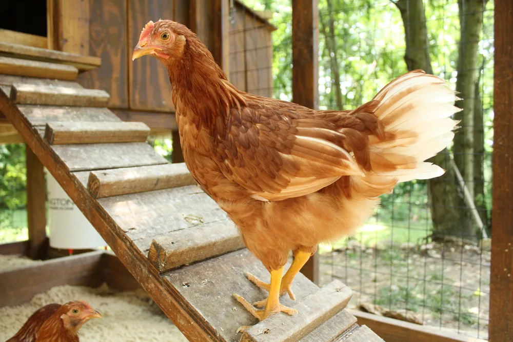 A goldne comet pullet standing on a wooden ramp leading up to a wooden chicken coop. 