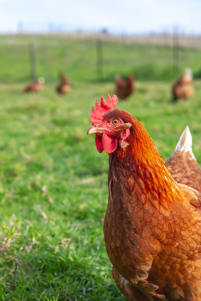 A red sex link hen in a pasture, her flockmates are slightly out of focus in the background. 
