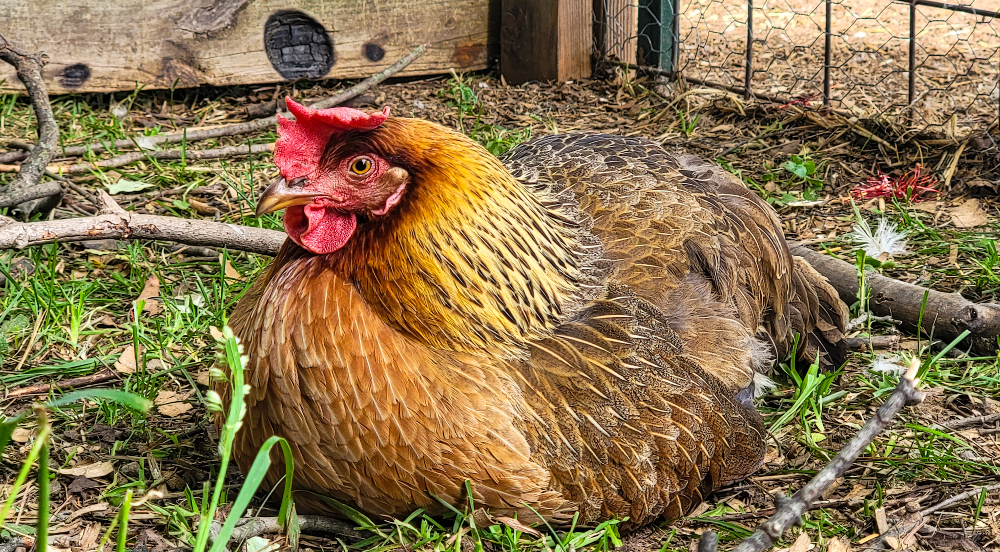 A 1 year old pearl star leghorn resting on the ground in a outdoor chicken run. 