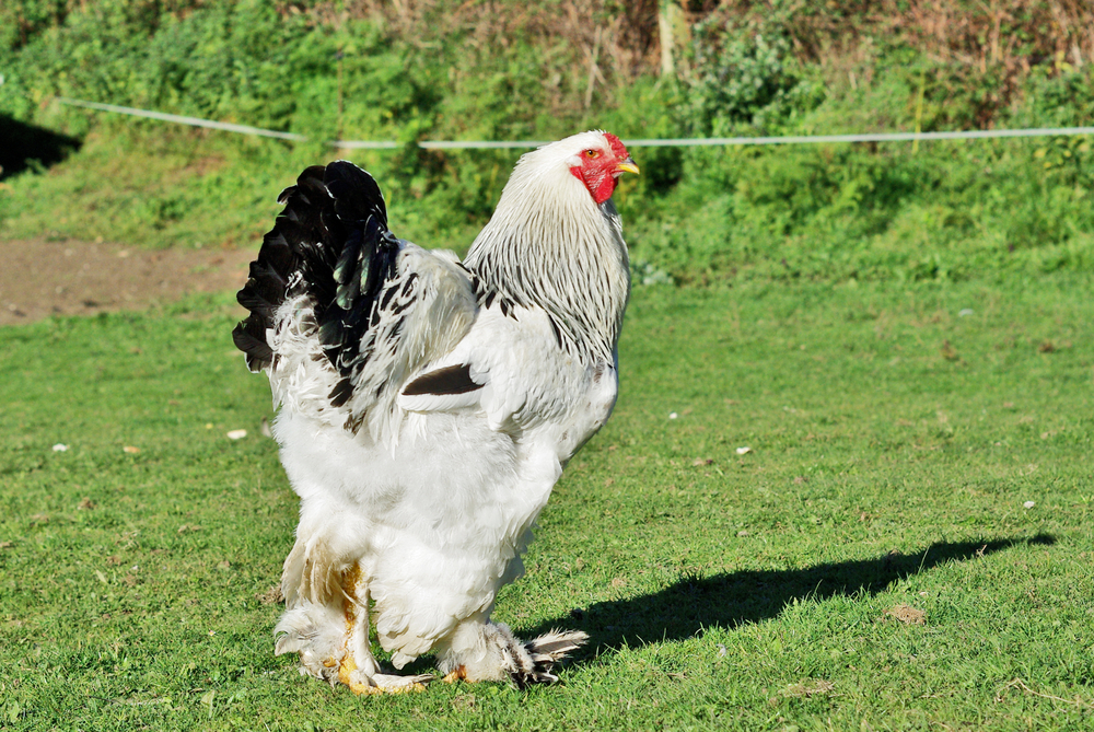 A light Brahma Rooster walking away from the camera looking back towards the photographer. 