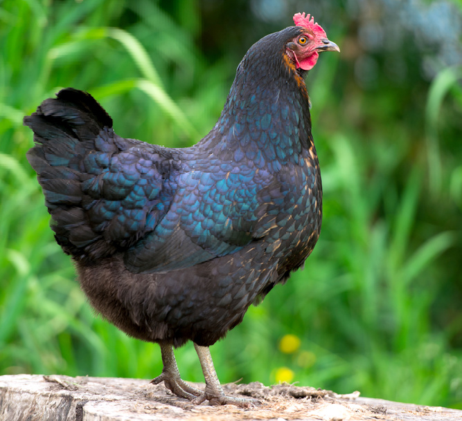 A Jersey Giant Hen perched on a fence post with green grass out of focus in the background.
