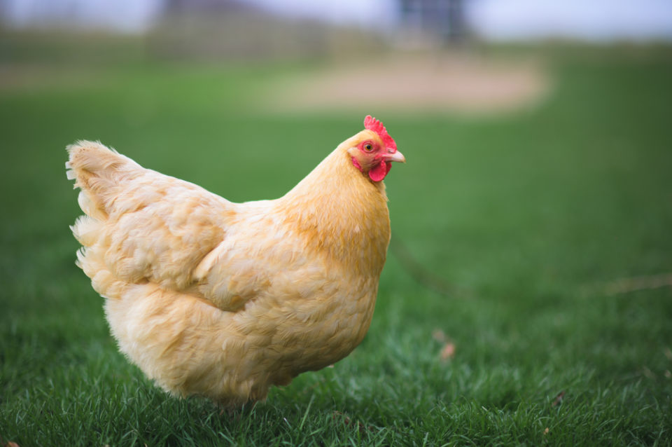 The Best Docile Chicken Breeds For Your Backyard Flock Home in the