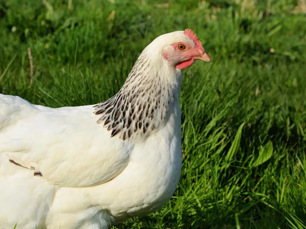 The side view of a young sussex pullet, in a grassy yard. 