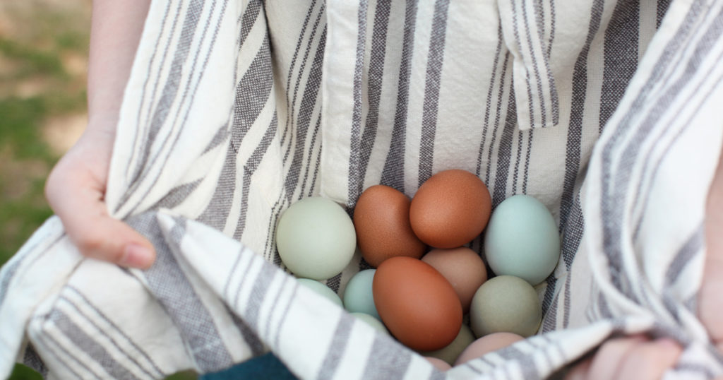 An apron full of colored chicken eggs in shades of brown, green, blue and cream.