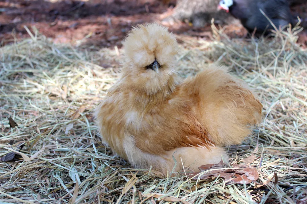 A buff silkie standing in straw. 