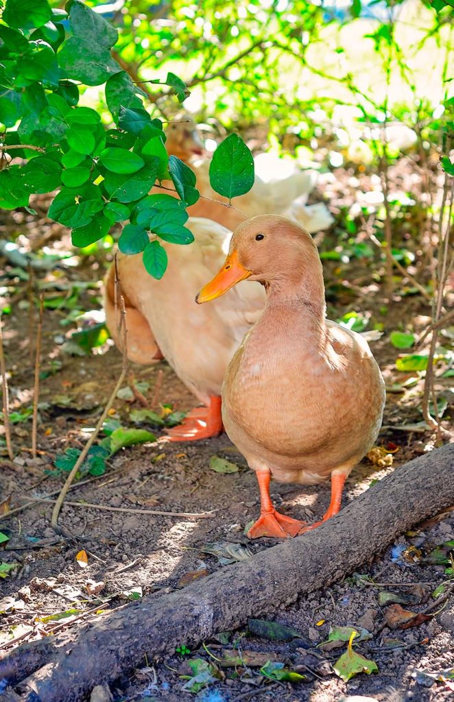 A female adult buff Orpington duck standing under a bush looking directly at the viewer, with her buff orpington flockmates slightly out of focus in the background