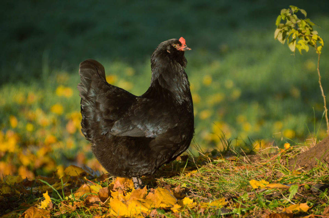 What's Next For My Backyard Flock in 2022