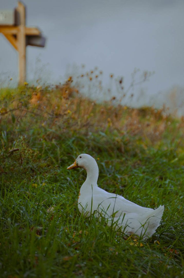 What's Next For My Backyard Flock in 2022
