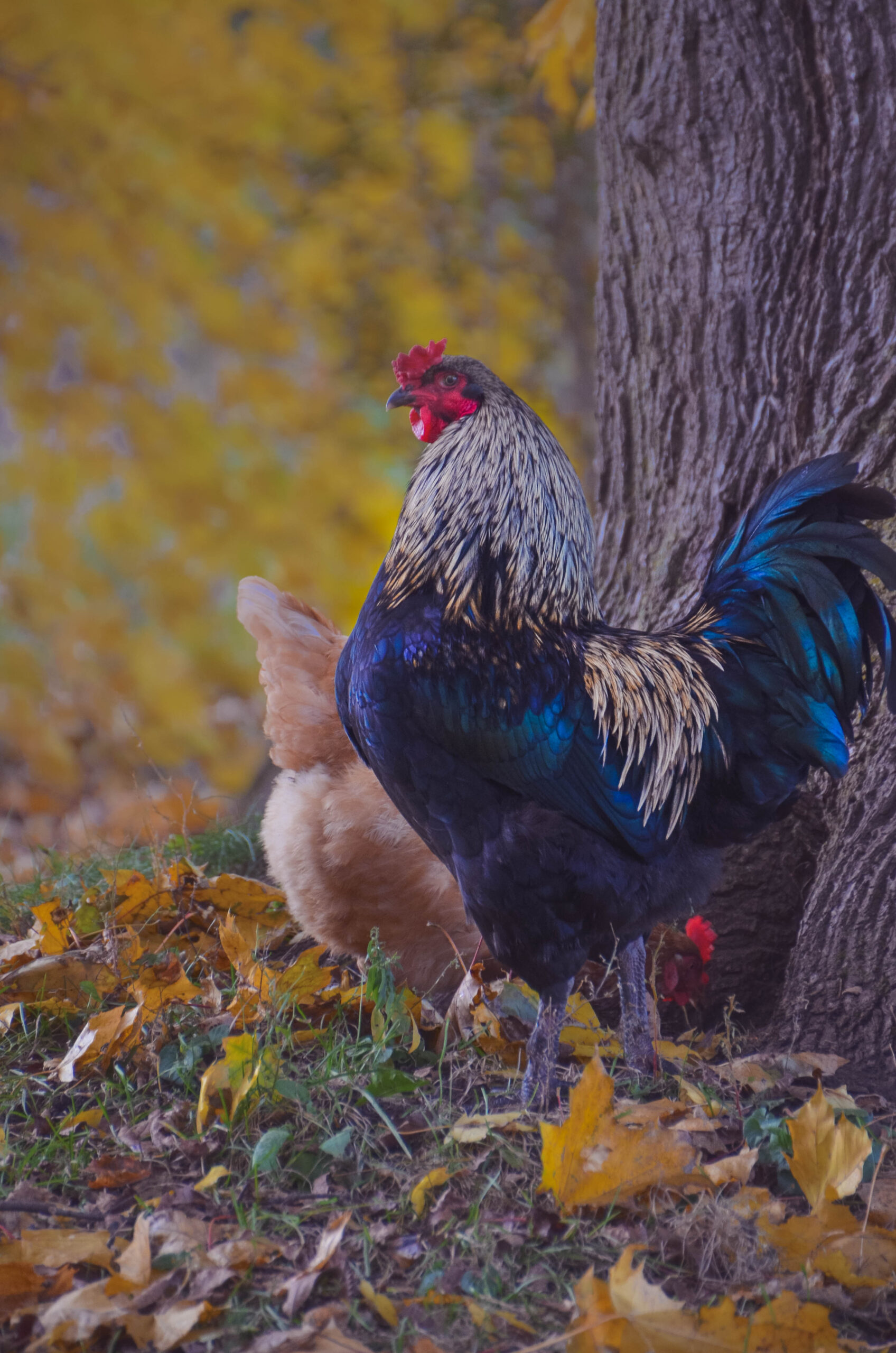 What’s Next For My Backyard Flock in 2022