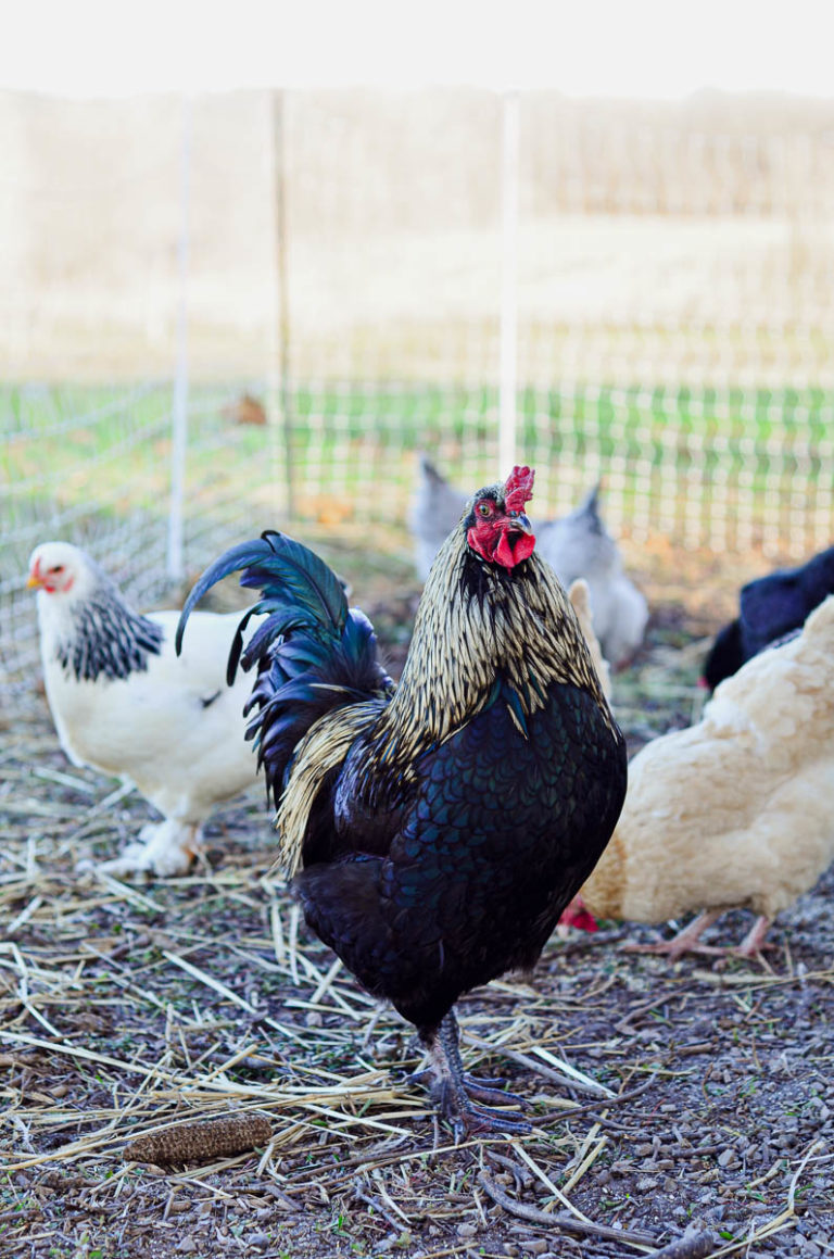 8 Tips To Help You Successfully Sell Chickens on Craigslist