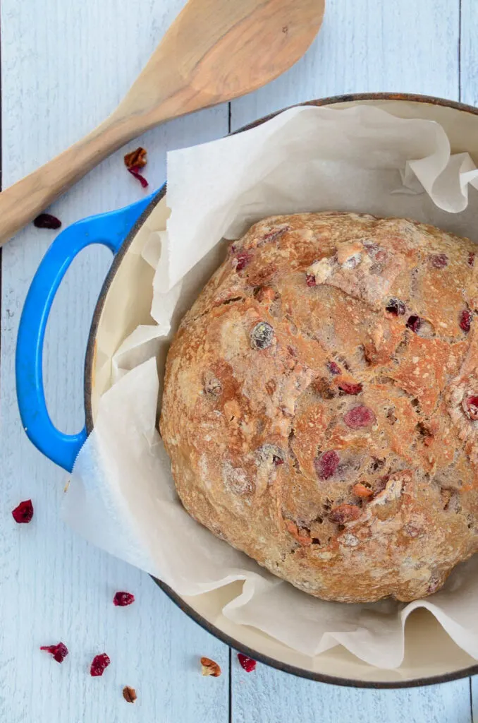 Cranberry Pecan No-Knead Bread nestled in a blue lodge Dutch oven, on a piece of parchment paper sitting on a white wooden table. 