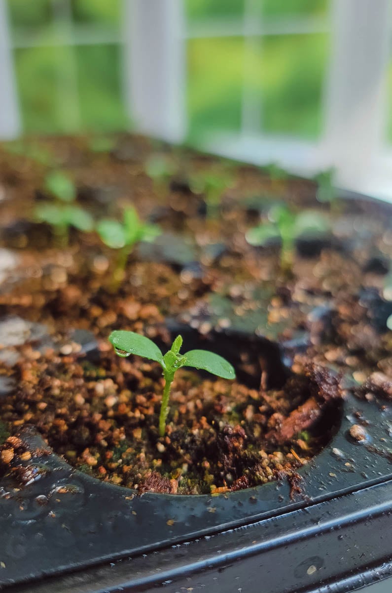 2022 Cut Flower Garden: Which Seed Varieties I am Growing