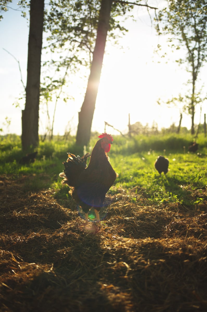 Backyard Chickens and 2022 Bird Flu (HPAI H5)