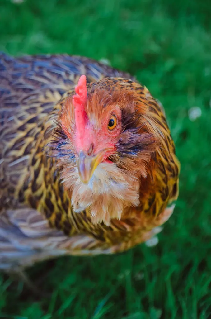 A pearl star leghorn hen looking up directly at the camera