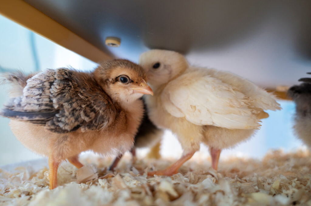 Two chicks keeping warm under a heating plate in brooder. The right brooder temperature is crucial for the health and well being of baby chicks. 