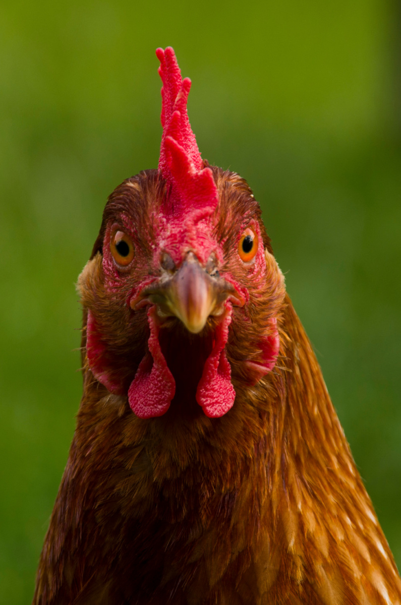 Do Egg Prices Have You Considering Getting Chickens? Maybe You Should!