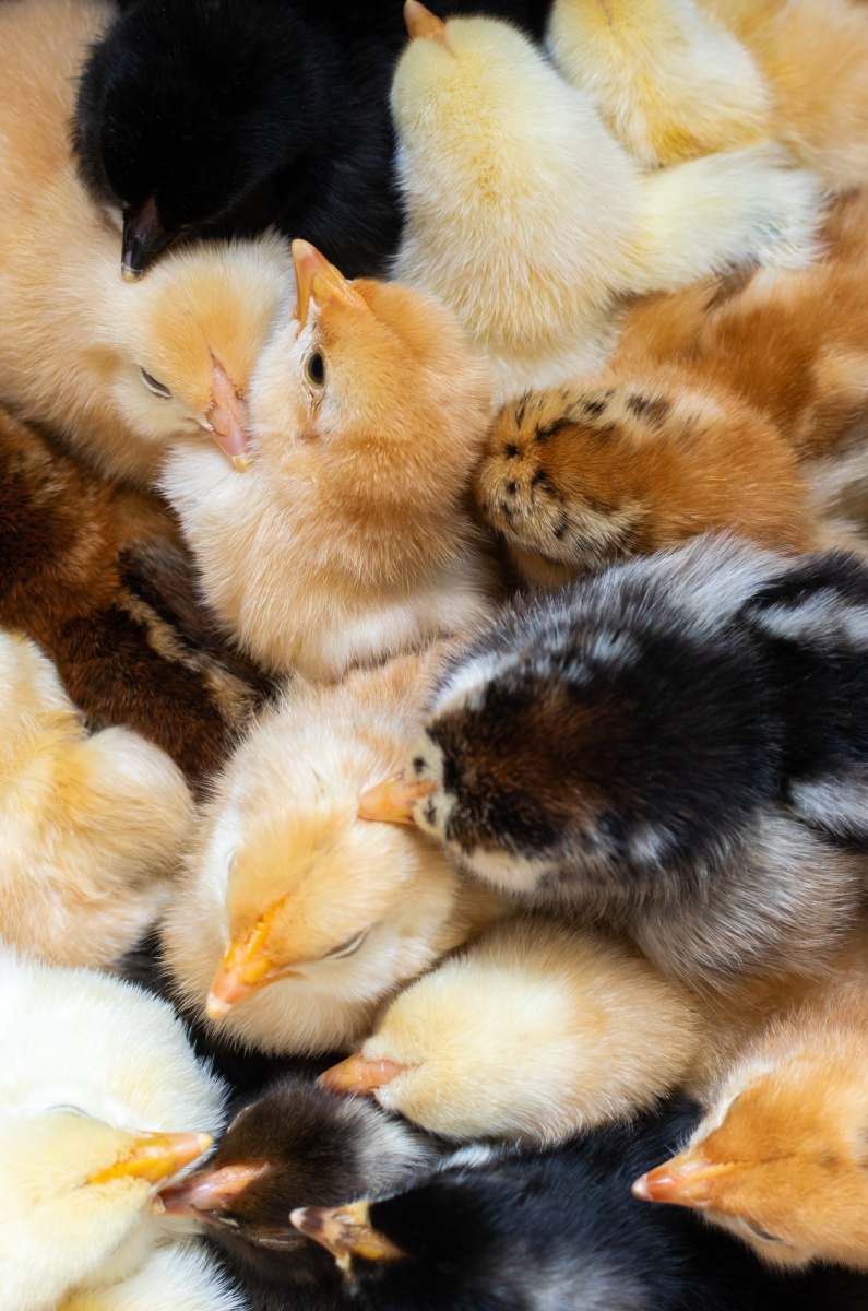 Finding Chicks When Chickens are in High Demand