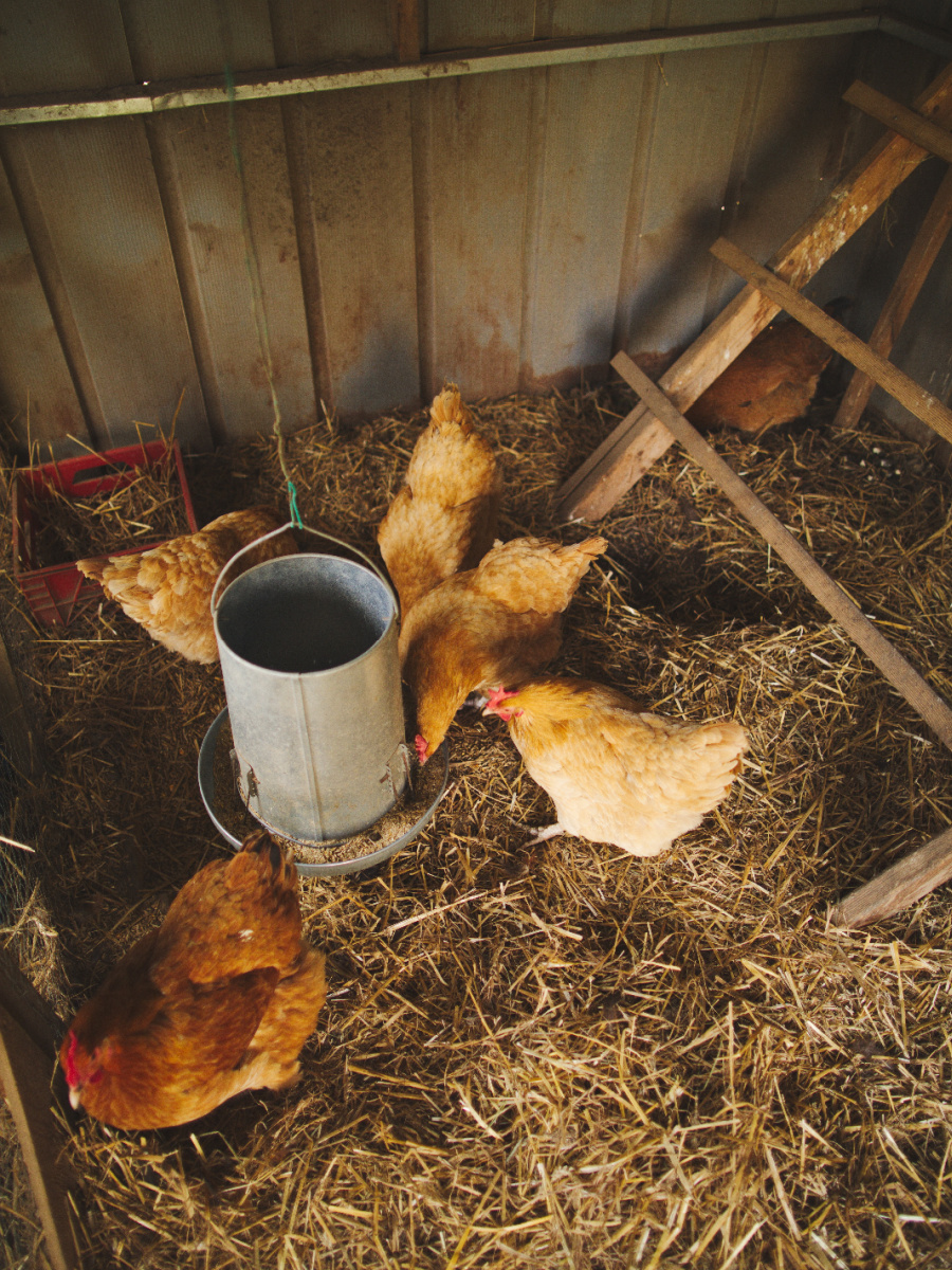 The 5 Biggest Mistakes New Chicken Keepers Make