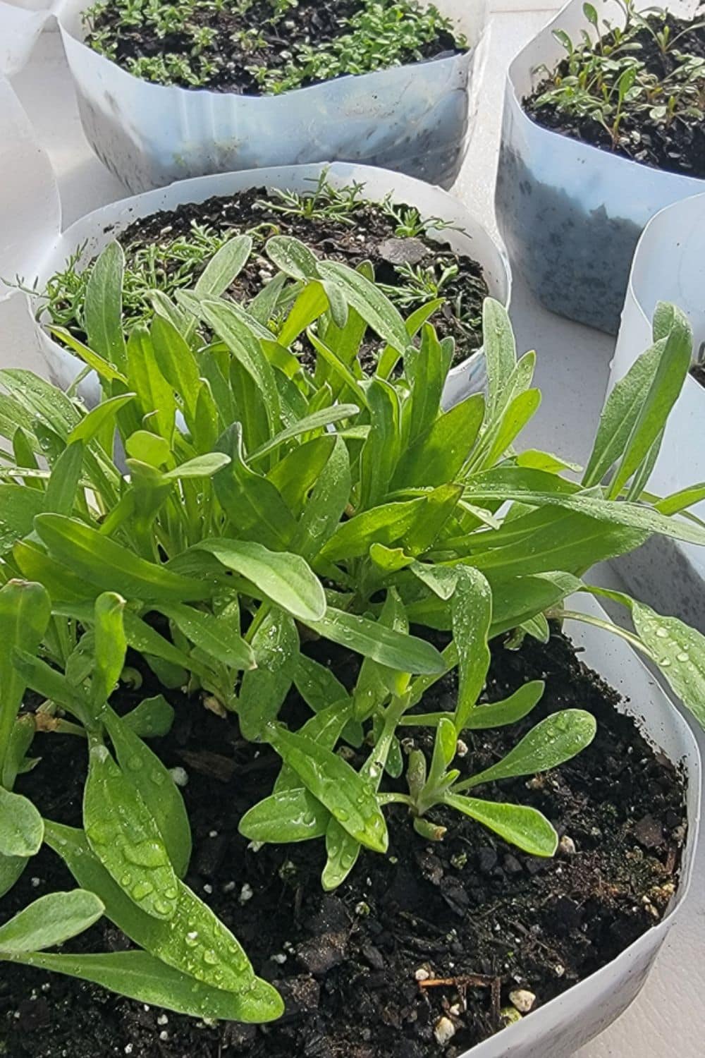 Winter Sowing, Again (and Always)