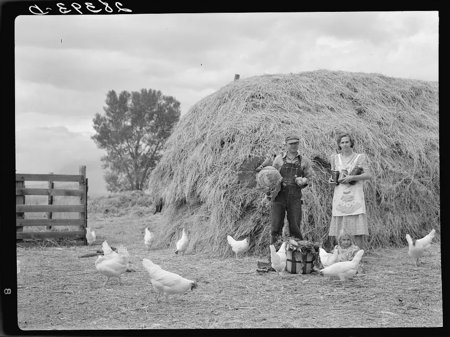 Wisdom from the Flock: Old Chicken Sayings and What They Mean